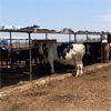 Image 2 : ID Dairies/Ranches - 65 Cows - Burley, ID