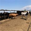 Image 3 : ID Dairies/Ranches - 65 Cows - Burley, ID