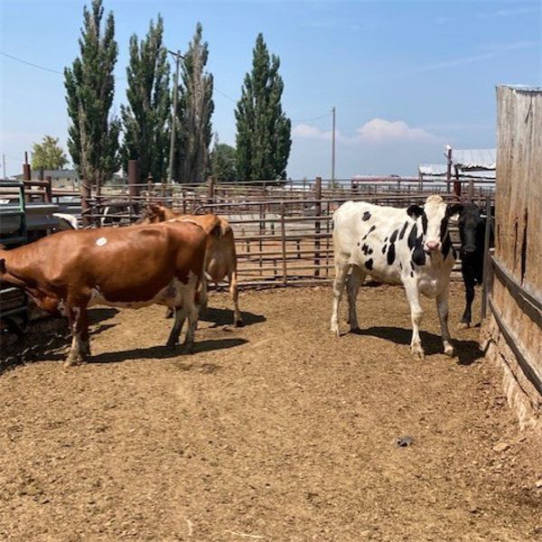 ID Dairies/Ranches - 78 Cows - Burley, ID