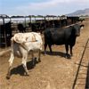 Image 2 : ID Dairies/Ranches - 78 Cows - Burley, ID