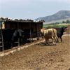 Image 3 : ID Dairies/Ranches - 78 Cows - Burley, ID