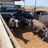 Image 5 : ID Dairies/Ranches - 78 Cows - Burley, ID