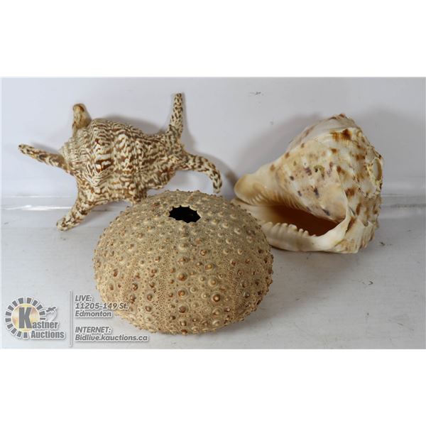 LOT OF THREE SEA SHELLS INCLUDES CONCH & ABALONE
