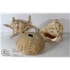 Image 1 : LOT OF THREE SEA SHELLS INCLUDES CONCH & ABALONE