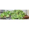 Image 1 : ARTIFICIAL PLANT LOT