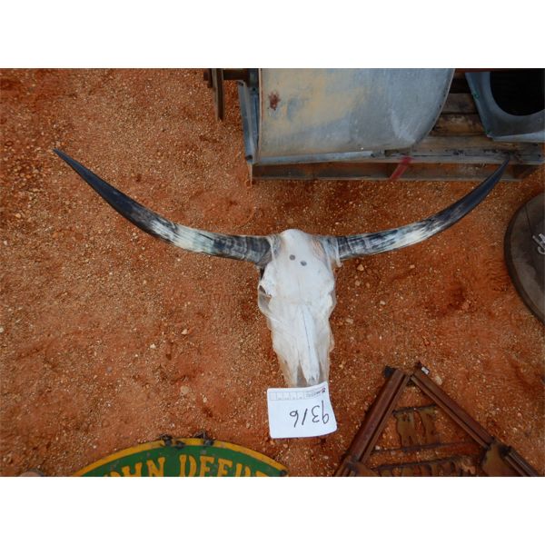 LONG HORN SKULL (C-6)