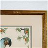 Image 7 : Framed Dan Mitra Color Engraving, Blue Parrot, Signed