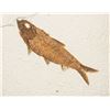Image 4 : Fossil Painting on Stone Northern American Fossil