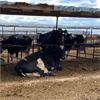 Image 2 : ID Dairies/Ranches - 44 Cows - Burley, ID