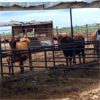 Image 3 : ID Dairies/Ranches - 44 Cows - Burley, ID