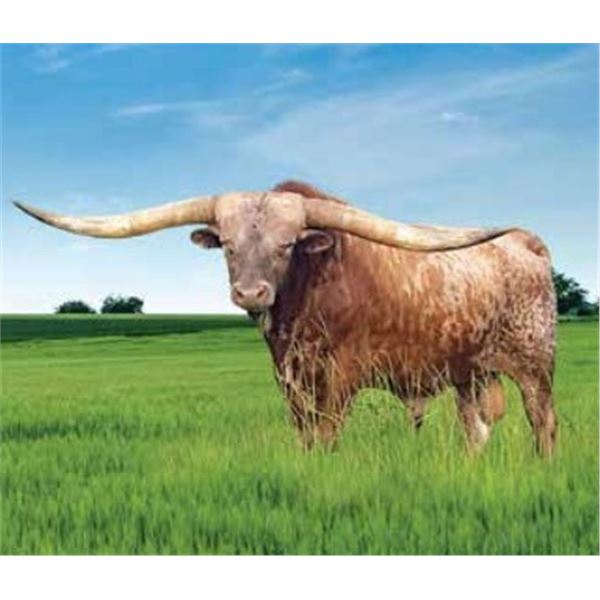SEMEN LOT - FIFTY-FIFTY BCB AI#804
