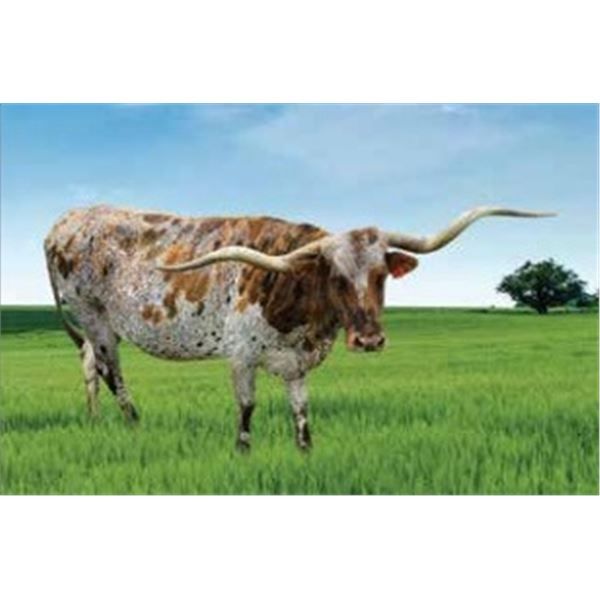BL COWBOY DITTY DO 963