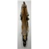 Image 1 : Beautiful Ranch Red Fox Fur Pelt Taxidermy