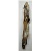 Image 2 : Beautiful Ranch Red Fox Fur Pelt Taxidermy