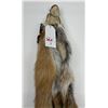 Image 3 : Beautiful Ranch Red Fox Fur Pelt Taxidermy