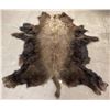 Image 1 : Large Taxidermy Montana Buffalo Hide Robe Rug