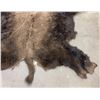 Image 2 : Large Taxidermy Montana Buffalo Hide Robe Rug