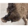 Image 3 : Large Taxidermy Montana Buffalo Hide Robe Rug