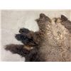 Image 4 : Large Taxidermy Montana Buffalo Hide Robe Rug