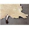 Image 7 : Large Taxidermy Montana Buffalo Hide Robe Rug