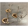 Image 2 : Group of Montana Mule Deer Horns on Plaques