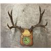Image 1 : Large Montana Mule Deer Taxidermy Horns