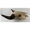 Image 2 : Nice Large Montana Buffalo Skull