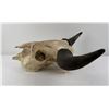Image 4 : Nice Large Montana Buffalo Skull