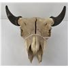 Image 5 : Nice Large Montana Buffalo Skull