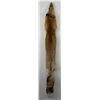 Image 1 : Beautiful Ranch Red Fox Fur Pelt Taxidermy