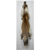 Image 1 : Beautiful Ranch Red Fox Fur Pelt Taxidermy