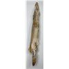 Image 2 : Very Nice Montana Taxidermy Coyote Pelt