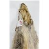 Image 3 : Very Nice Montana Taxidermy Coyote Pelt