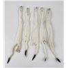 Image 1 : Lot of 5 Wild Tanned Taxidermy Ermine