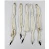 Image 2 : Lot of 5 Wild Tanned Taxidermy Ermine