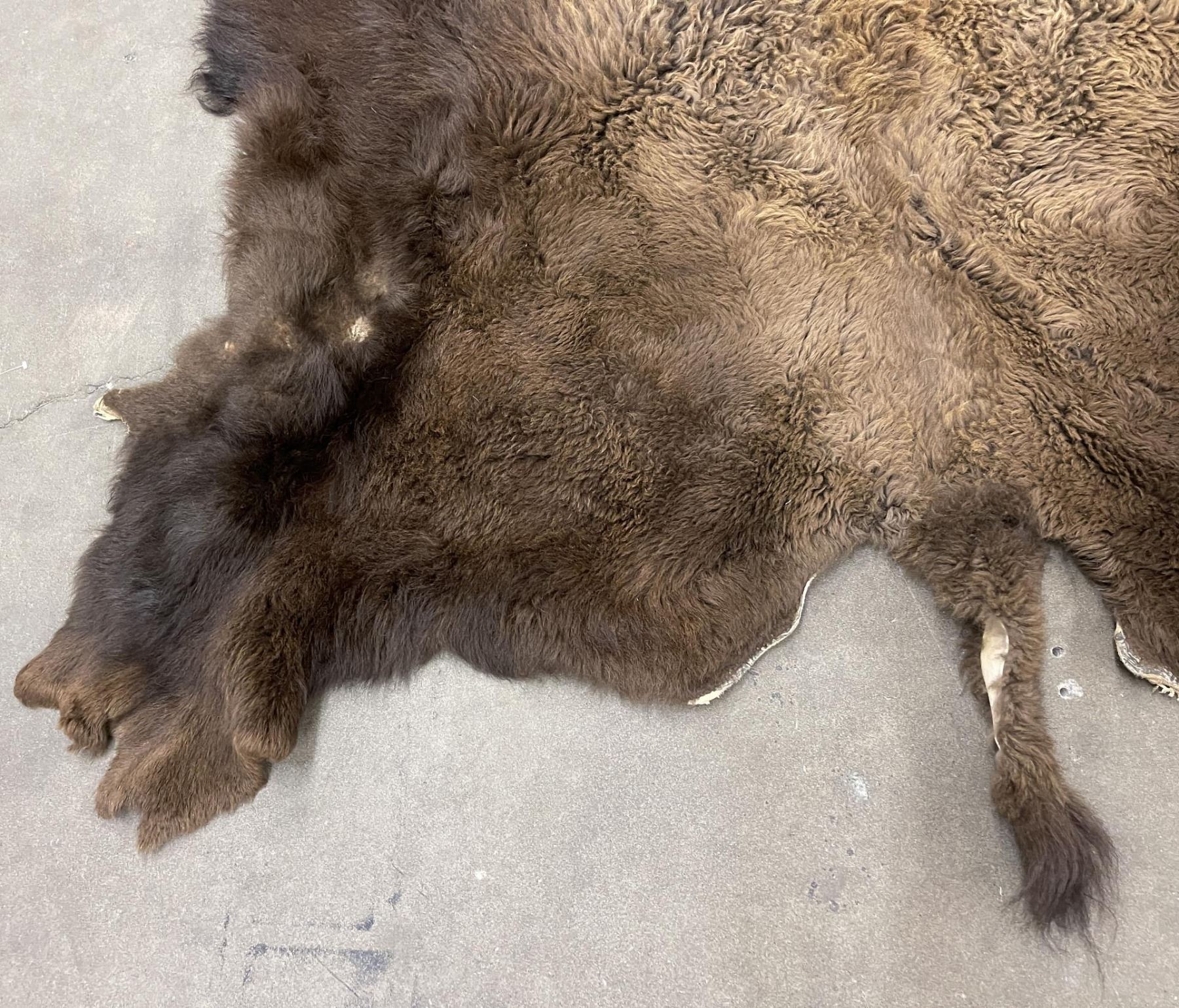 Large Taxidermy Montana Buffalo Hide Robe Rug