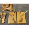 Image 2 : Group of Montana Deer Moose Horns on Plaques