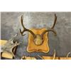 Image 3 : Group of Montana Deer Moose Horns on Plaques