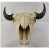 Image 3 : Nice Large Montana Buffalo Skull
