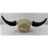 Image 5 : Nice Large Montana Buffalo Skull