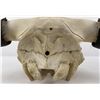 Image 6 : Nice Large Montana Buffalo Skull