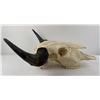 Image 7 : Nice Large Montana Buffalo Skull