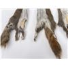 Image 4 : Lot of 5 Wild Tanned Taxidermy Squirrel