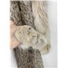 Image 2 : Beautiful Alaskan Lynx Fur Pelt Taxidermy