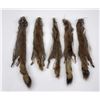 Image 1 : Lot of 5 Wild Tanned Taxidermy Squirrel