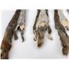 Image 3 : Lot of 5 Wild Tanned Taxidermy Squirrel