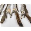 Image 4 : Lot of 5 Wild Tanned Taxidermy Squirrel