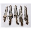 Image 2 : Lot of 5 Wild Tanned Taxidermy Squirrel