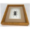 Image 1 : Jawed Stag Beetle Framed Philippines