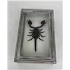 Image 1 : Giant Jungle Scorpion Tanzania Pandinus Cavimanus